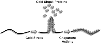 cold shock protein freeze tub